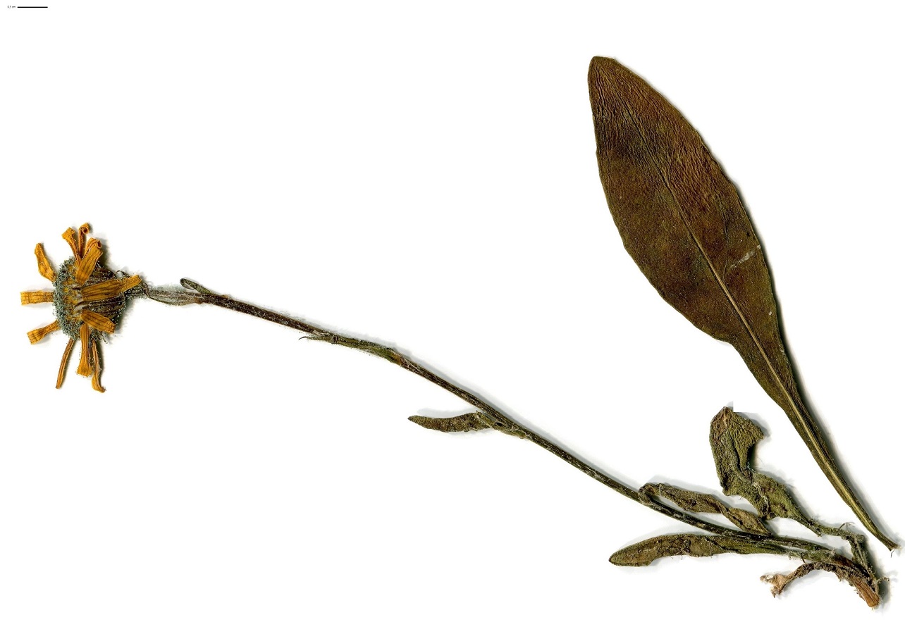 Senecio doronicum (Asteraceae)